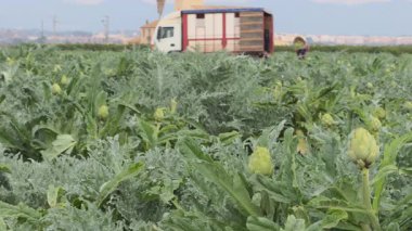 İşçiler bir kamyonun yanında enginar toplar ve boşaltırken, kamera ön plandaki enginarlara ağır çekimde odaklanır..
