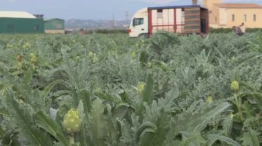 Ağır çekim video odaklı enginarları gösterirken, işçiler bunları bir toplama kamyonunun arkasında hasat ediyorlar..