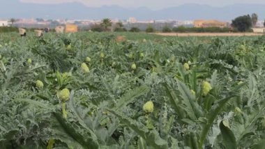 Bir tarlada tarla işçilerinin hasat ettiği, kırsal bir tarımın altını çizdiği ağır çekim bir enginar videosu..