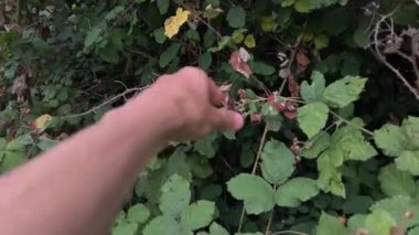 Bir el, mevsimlik meyvelerin tazeliğini ve bolluğunu vurgulayan olgun bir böğürtlen topluyor..