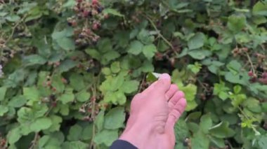 Yetişkin bir erkek el yazın çalılardan olgun böğürtlen toplar, tazeliği ve doğayla bağlantıyı hatırlatır..