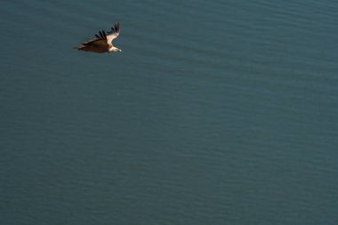 Yalnız bir akbaba, sakin mavi suların üzerinde zarif bir şekilde süzülür. Uçuşundaki özgürlüğü ve huzuru simgeler..