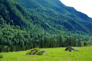 Ormandaki dağlarla kaplı dağ manzarası