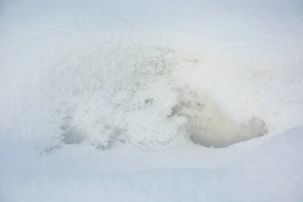 Ormandaki ağaçlar, bitki örtüsü ve çevre. Ağaçların tepeleri gökyüzüne karşı.