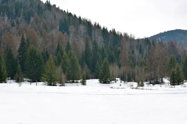 Karlı kış manzarası karla kaplı orman.