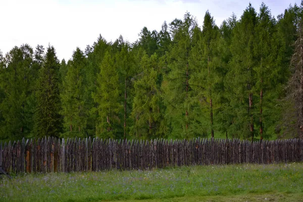 Dağlardaki bir ormanda çimen ve ağaçlardan oluşan bir tarla. yüksek kaliteli fotoğraf