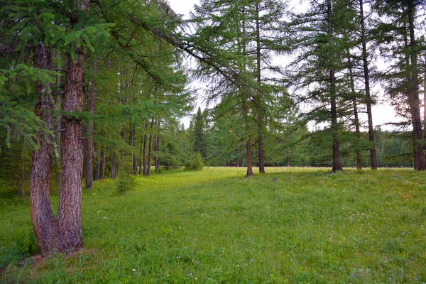 Yazın güzel bir orman.