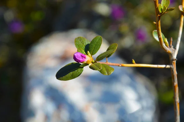 Kayadaki pembe begonviller.