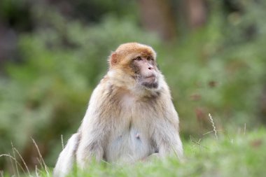 Mature female Barbary Macaque (Macaca sylvanus) at the edge of a forest