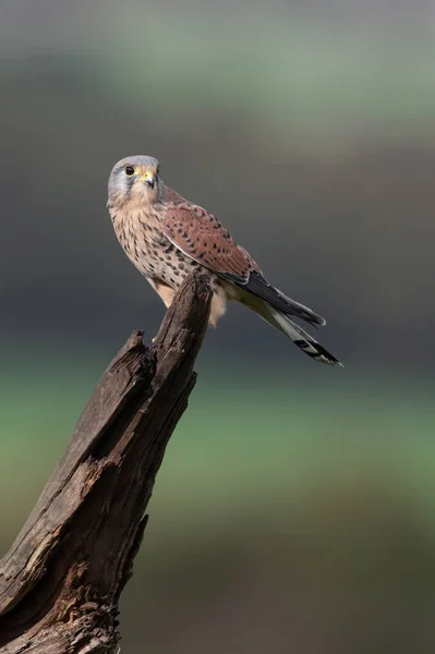 Kestrel Falco Tinnunculus Farmland — Stock Photo, Image