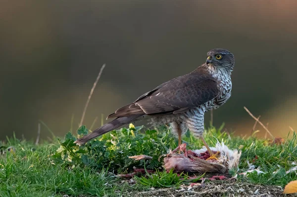 Sparrowhawk Accipiter Nisus Forest Clearing Dusk — Stock Photo, Image