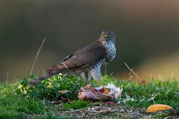 Sparrowhawk Accipiter Nisus Forest Clearing Dusk — Stock fotografie