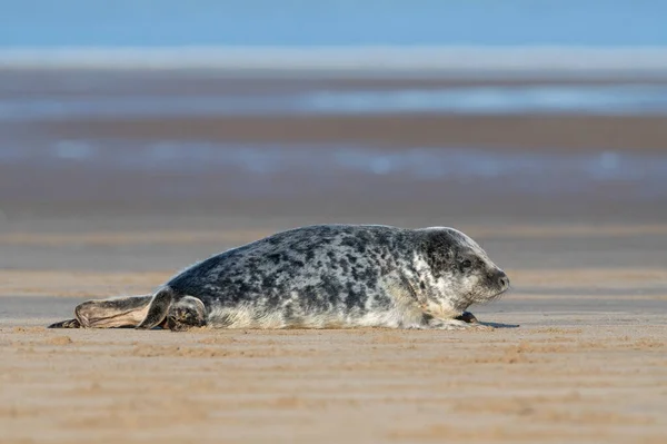 Atlantic Grey Seal Pup Halichoerus Grypus Etapie Którym Prawie Całkowicie — Zdjęcie stockowe
