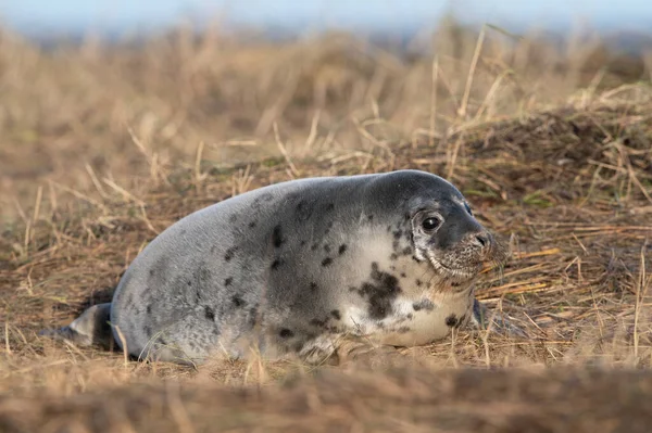 Atlantic Grey Seal Pup Halichoerus Grypus Stage Has Almost Moulted — Stock Photo, Image