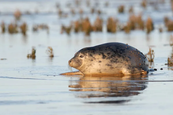 Harbour Seal Phoca Vitulina Playing Mudflats Sunset — Stock Photo, Image