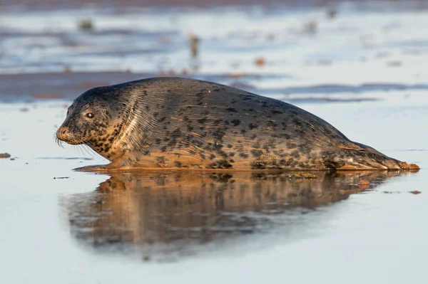 Самка Атлантико Серая Тюлень Halichoerus Grypus Грязи Закате — стоковое фото