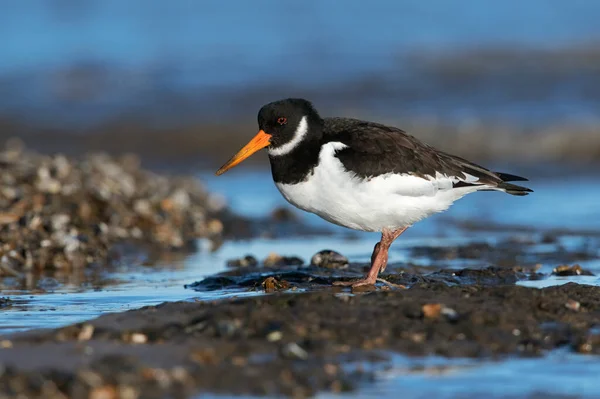 Oystercatcher Haematopus Ostralegus Searching Food Mussel Beds — Stock Photo, Image