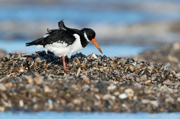 Stock image Oystercatcher (Haematopus ostralegus) searching for food in mussel beds