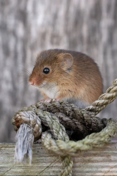 小老鼠 Micromys Minitus 在小木屋里的收获 — 图库照片