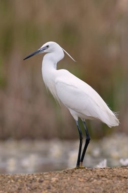 Küçük Egret (Egretta garzetta) bir göletin kenarında