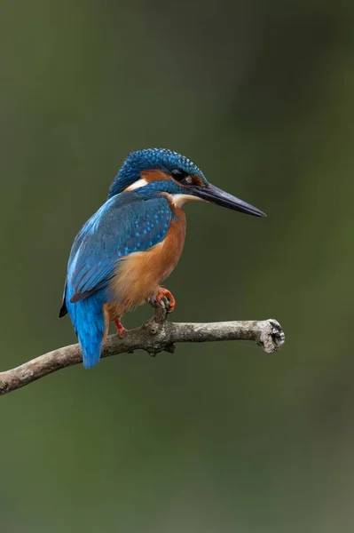 Kingfisher Alcedo Atthis Empoleirado Ramo Acima Uma Lagoa — Fotografia de Stock