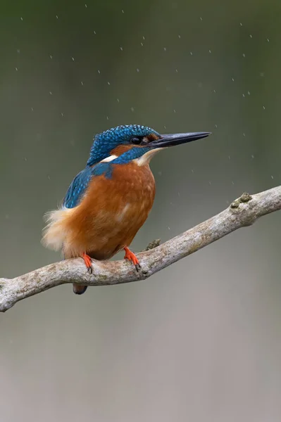 Kingfisher Alcedo Atthis Erős Szélben Heves Esőben — Stock Fotó