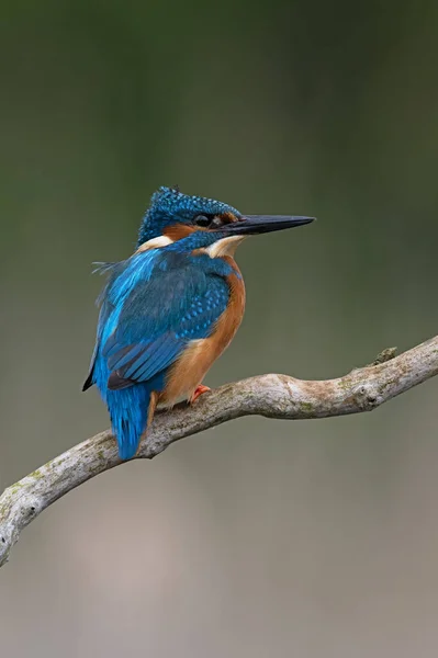 Kingfisher Alcedo Atthis Perched Branch Pond — Stock Photo, Image