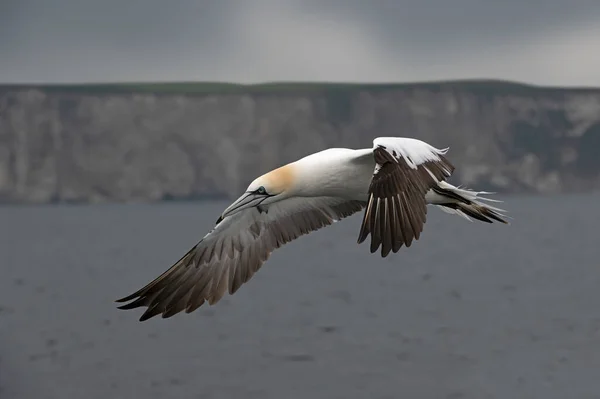 Gannet Del Norte Morus Bassanus Volando Sobre Mar Del Norte — Foto de Stock