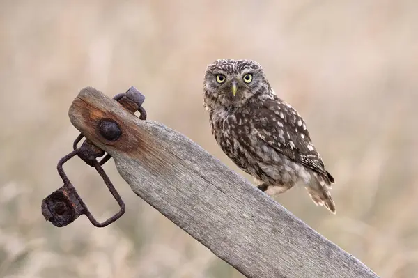 Little Owl Athene Noctua Farmland Dusk — Stock Photo, Image
