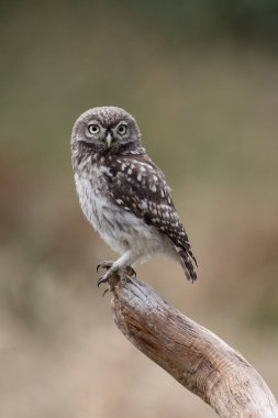 Kısa bir süre önce küçük baykuş kuşçuğu (Athene Noctua) çiftliğin altın saatinde fotoğraflandı.
