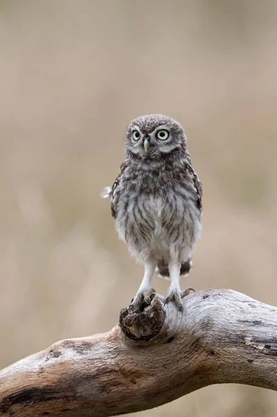 Recently Fledged Little Owl Owlet Athene Noctua Photographed Golden Hour — Stock Photo, Image