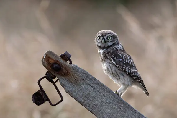 Πρόσφατα Fleged Little Owl Owlet Athene Noctua Φωτογραφήθηκε Στη Χρυσή — Φωτογραφία Αρχείου