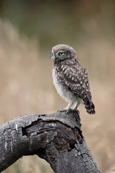 Recently Fledged Little Owl Owlet Athene Noctua Photographed Golden Hour — Stock Photo, Image