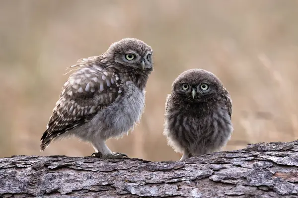 Owlets Petite Chouette Athene Noctua Photographiés Heure Dans Des Terres Image En Vente