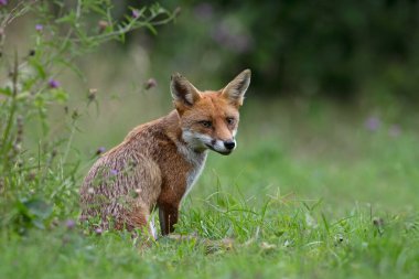 Kızıl Tilki (Vulpes vulpes) Ormanın kenarındaki bir yaz otlağında