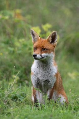 Kızıl Tilki (Vulpes vulpes) Ormanın kenarındaki bir yaz otlağında