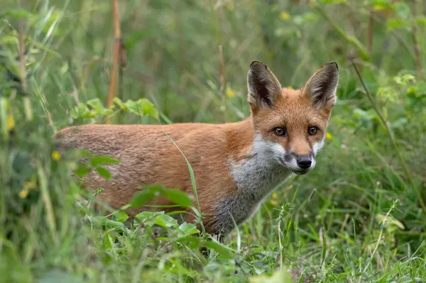 Genç Kızıl Tilki (Vulpes vulpes) Kalın yaprakların arasından dikizliyor