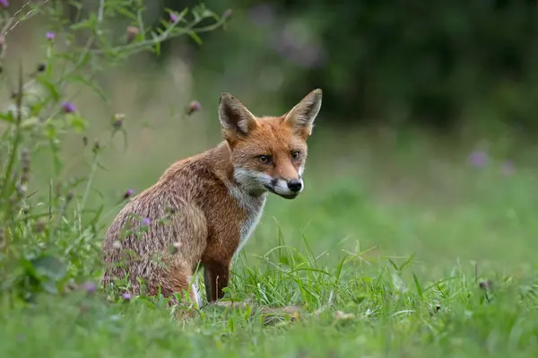 Red Fox Vulpes Vulpes Letniej Łące Skraju Lasu Obrazek Stockowy