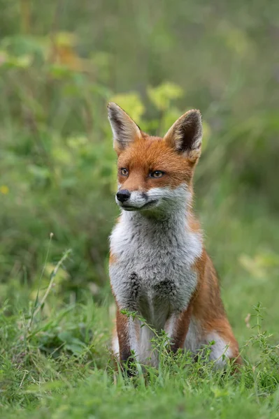 Red Fox Vulpes Vulpes Летнем Лугу Краю Леса Лицензионные Стоковые Изображения