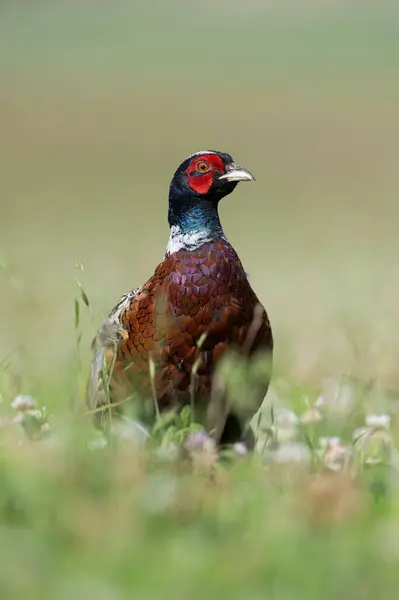 Male Pheasant Phasianus Colchicus Wildflower Field — Stock Photo, Image