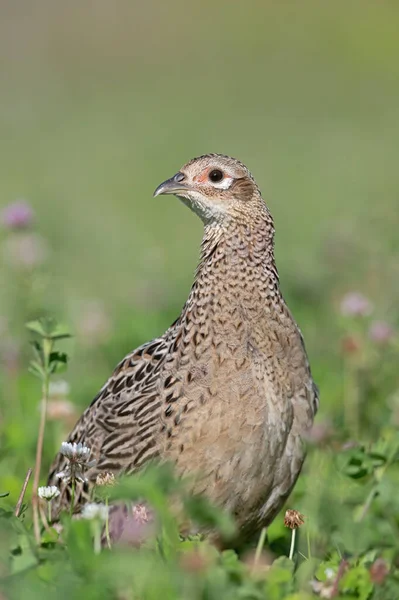Female Pheasant Phasianus Colchicus Wildflower Field — Stock Photo, Image