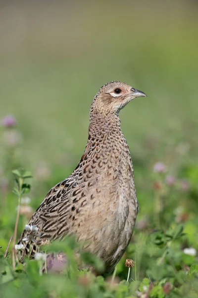 Female Pheasant Phasianus Colchicus Wildflower Field — Stock Photo, Image