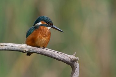 Kingfisher (Alcedo) bir dala tünedi