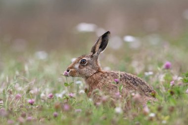 Yaz çayırında Kahverengi Tavşan (Lepus europaeus)