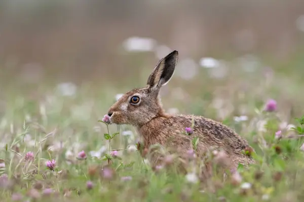 Yaz Çayırında Kahverengi Tavşan Lepus Europaeus Telifsiz Stok Imajlar