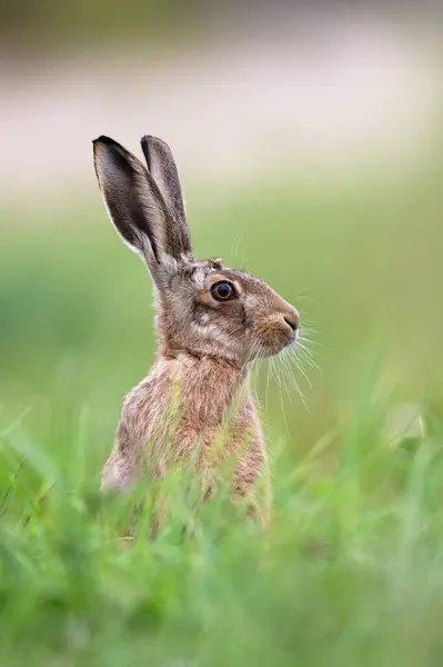Yaz Çayırında Kahverengi Tavşan Lepus Europaeus - Stok İmaj