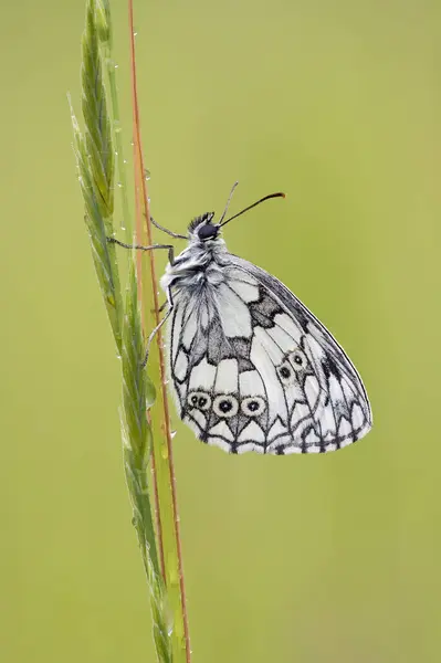 État Immaculé Papillon Blanc Marbré Melanargia Galathea Recouvert Gouttes Pluie Images De Stock Libres De Droits