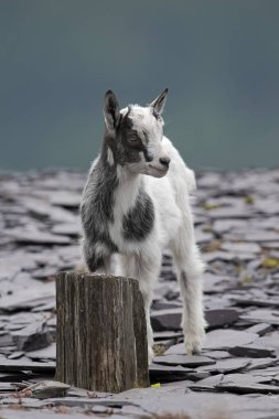 British Primitive Goat Kid (Capra hircus) in Disused Slate Quarry in Snowdonia clipart