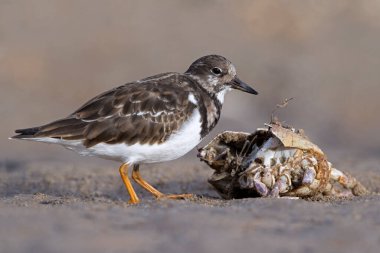 Ruddy Turnstone (Arenaria interpres) foraging for food next to a harbour on the East Yorkshire coast clipart