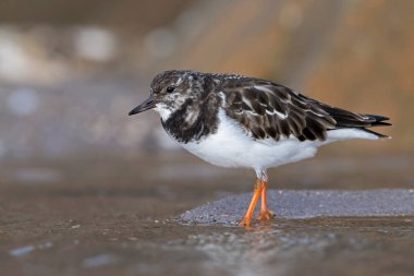 Ruddy Turnstone (Arenaria) Doğu Yorkshire kıyısında bir limanın yanında yiyecek arıyor.